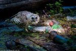62192037-11192579-This_poignant_picture_of_a_barred_owlet_was_taken_in_a_creek_whi-a-270_1662646781705
