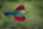 62192039-11192579-This_vibrant_picture_of_a_Schalow_s_turaco_ranked_third_in_the_B-a-278_1662646781710