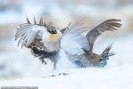 62192075-11192579-Behold_the_gold_award_winner_in_the_Bird_Behaviour_category_a_dy-a-283_1662646781712
