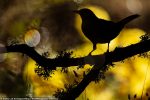 62192083-11192579-This_striking_picture_of_a_Eurasian_blackbird_in_the_southern_Sp-a-267_1662646781703